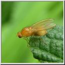 Sapromyza opaca - Faulfliege 01.jpg